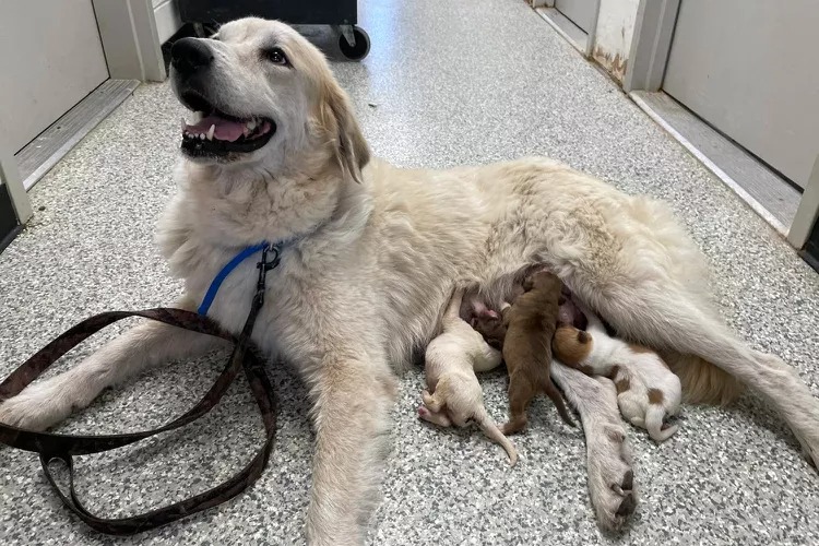 Nova the dog nursing the litter of puppies she helped save